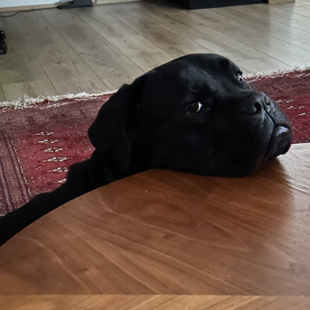 Merhaba ben Lila 💜