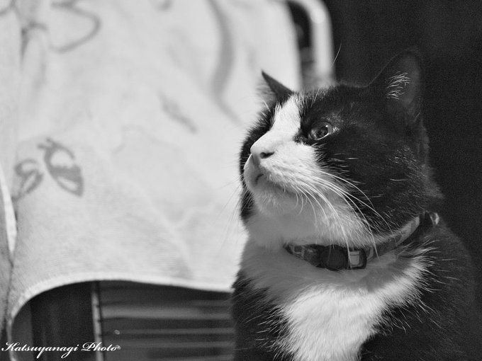 黒と白と。キミのイメージカラーは、コレだよね。#ねこ #ネコ #猫 #cat #猫好き #猫好きな人と繋がりたい #黒と
