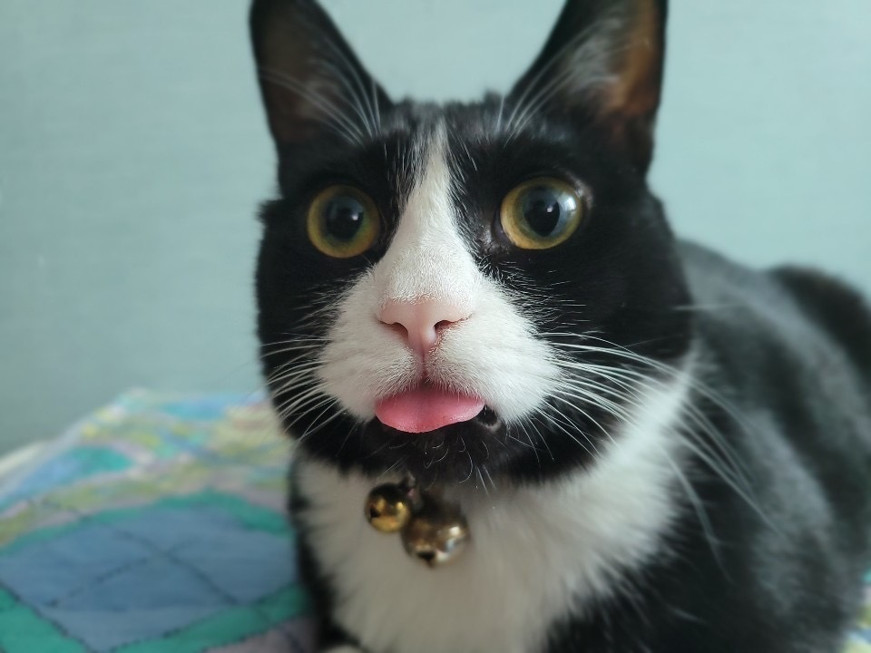 dlalastudios's tweet photo. Bomi heard that you haven't wishlisted Disney #illusionisland yet😱

Bomi is a Very Good Girl™ and if you do not wishlist our game, she will never blep again😭😭

Wishlist here for more bleps: https://t.co/In3ejhl2F5 https://t.co/pgAGvtzT2h