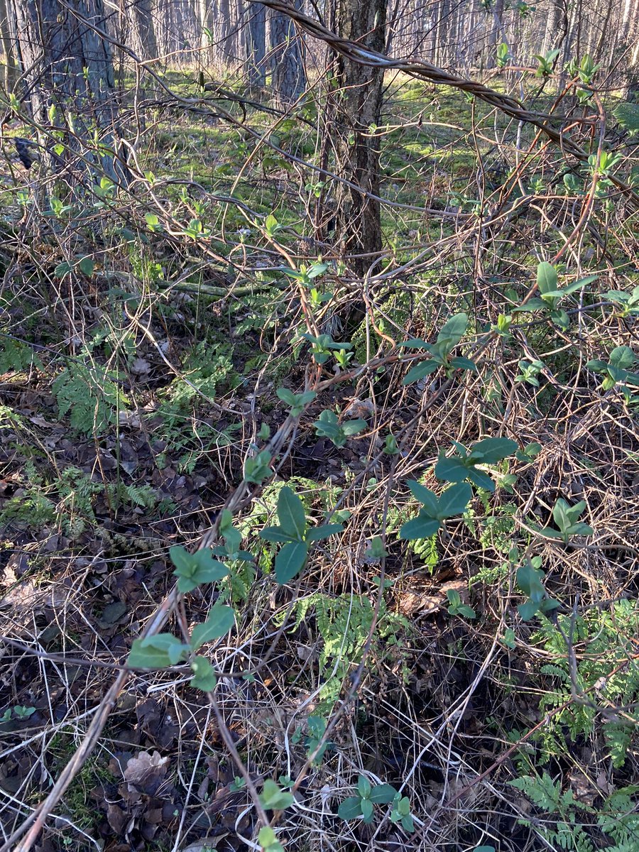 nilenheim's tweet photo. Kaprifolen har fått nya blad. Här en bild från skogen vid Löddeköpinge i Skåne. Snart är det vår!🤗 https://t.co/5MceXwh43v