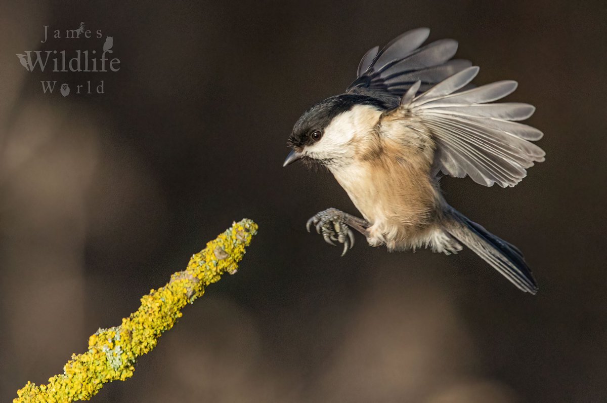 Willow in The Winds 📚

An incoming Willow Tit battling the high Northumberland winds 

#BBCWildlifePOTD #EarthCapture 
#OurWildlifeWorld #WillowTit