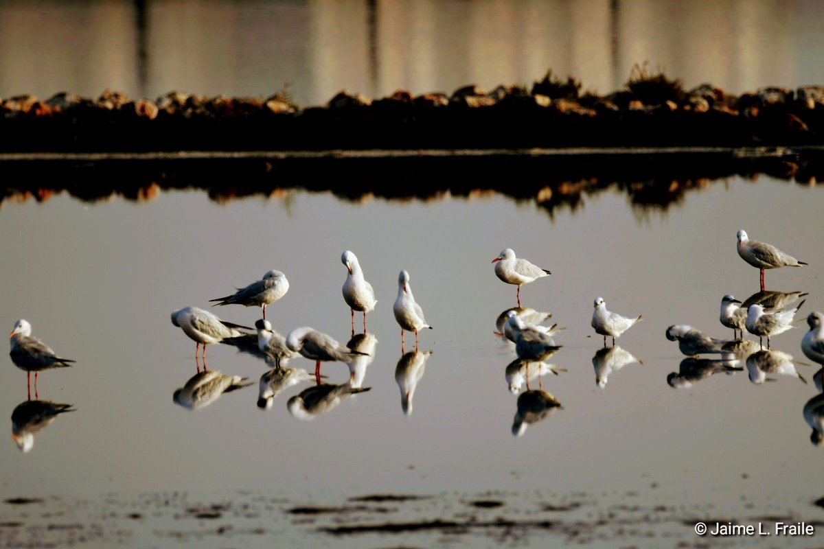 Feliz #DiaMundialDeLosHumedales