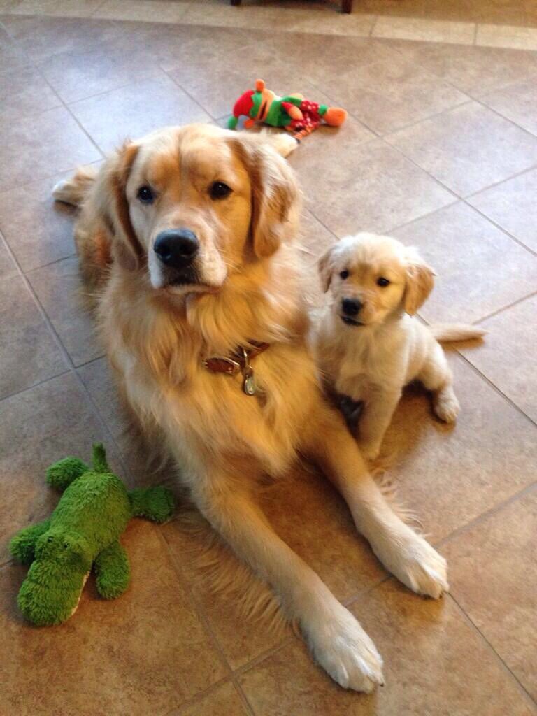 Teenager Finnegan showing baby Seamus how to wait for cookies 🍪😍❤️ #ThrowbackThursay #DogsofTwittter