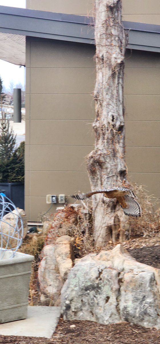 This handsome bird dropped by to check out the spring preparations at our nursery #BirdsOfTwitter #gardencenter #hawk #birdwatching