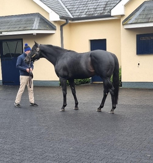 IrishNatStud's tweet image. Student Blog from Rory Woods 🇮🇪 &amp;amp; Morgan Wilkes 🇳🇿

#INSBreedingCourse
#Classof2023

irishnationalstud.ie/student-blog-f…
