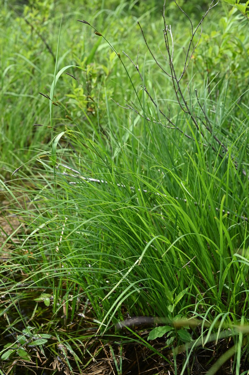 くさがめ on Twitter 