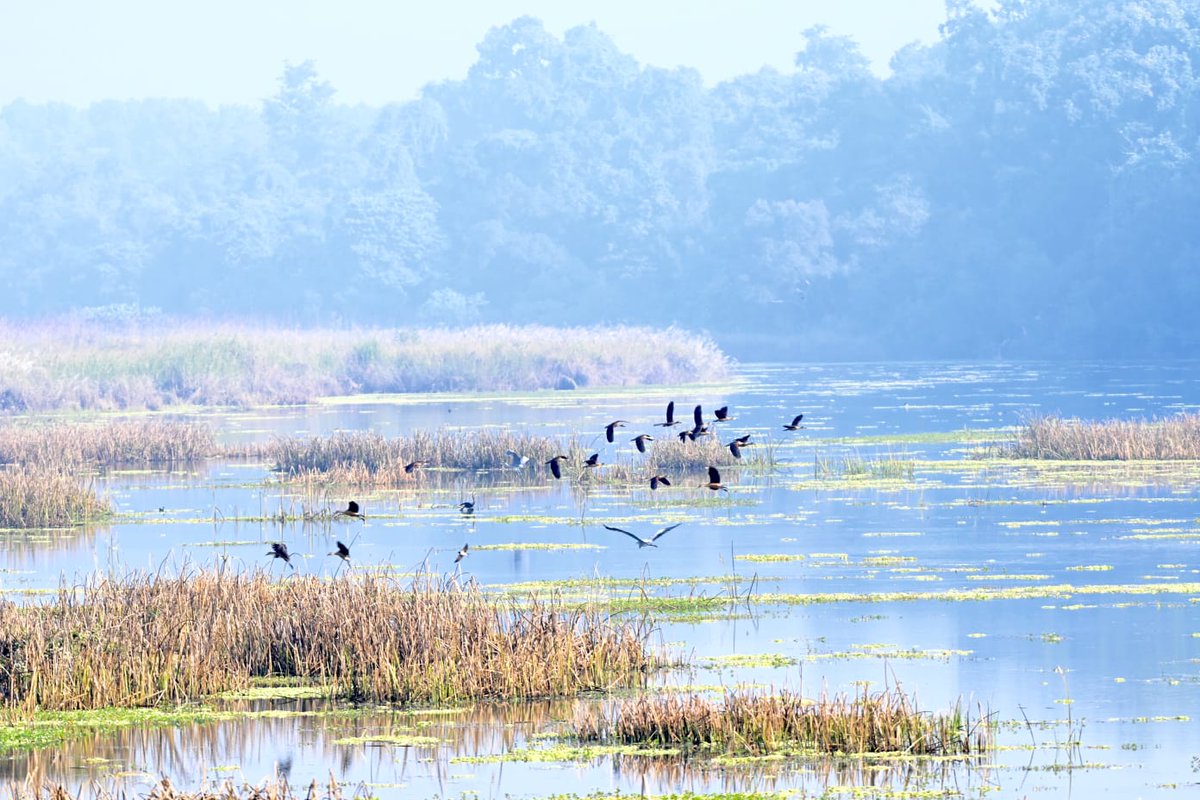 Let us pledge to conserve our natural resources, including wetlands and our wild denizens.
#WetlandsDay 
#wetlandsday2023