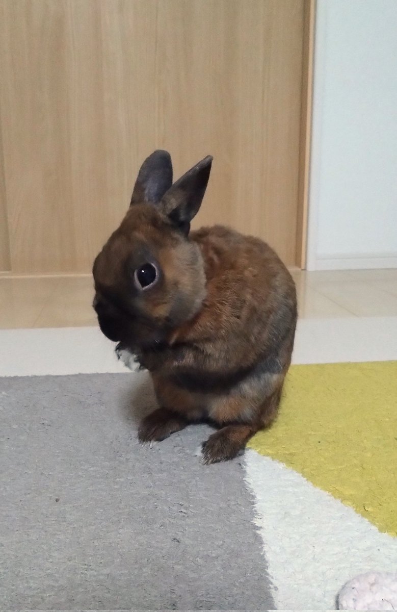 undundo's tweet photo. ようやく撮れたこの姿🐰
こやつ、いつも走り回るから中々撮らせてくれないのよね

#うさぎ #毛づくろい https://t.co/n61EFJWLz4