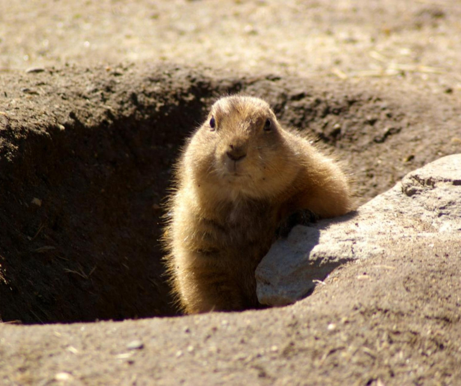 Happy Groundhog Day from O. Bettschen Construction!