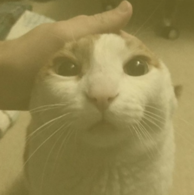 Me Petting My Cat Bot tweet media