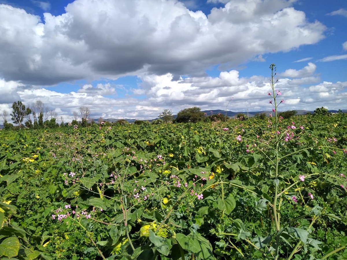 rgosingh's tweet photo. Cover crop mixes, my worthy colleagues Julio César make me proud#AguasFirmes #Zacatecas. Water saving, weed management, soil health, and what not. Salutes ⁦@Hub_INGP⁩ ⁦@ACCIMMYT⁩ https://t.co/OJaaVcVBzo