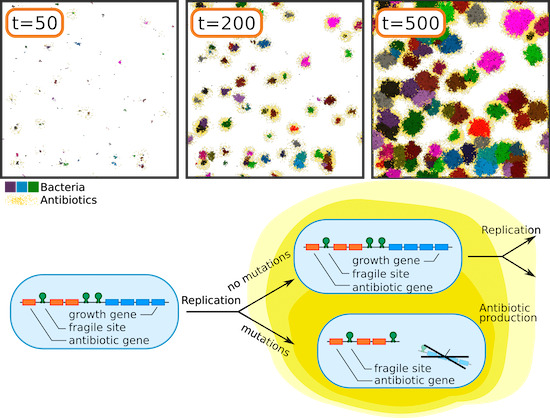 MolSystBiol's tweet photo. A computational model of #Streptomyces reveals that if antibiotic production trades off with replication, genome architecture can evolve to support a mutation-driven division of labor ➡️ https://t.co/uEFzmkFD0I 
@ESColizzi @RenskeVroomans #evolution #multiscalemodelling https://t.co/caD6v97WVZ