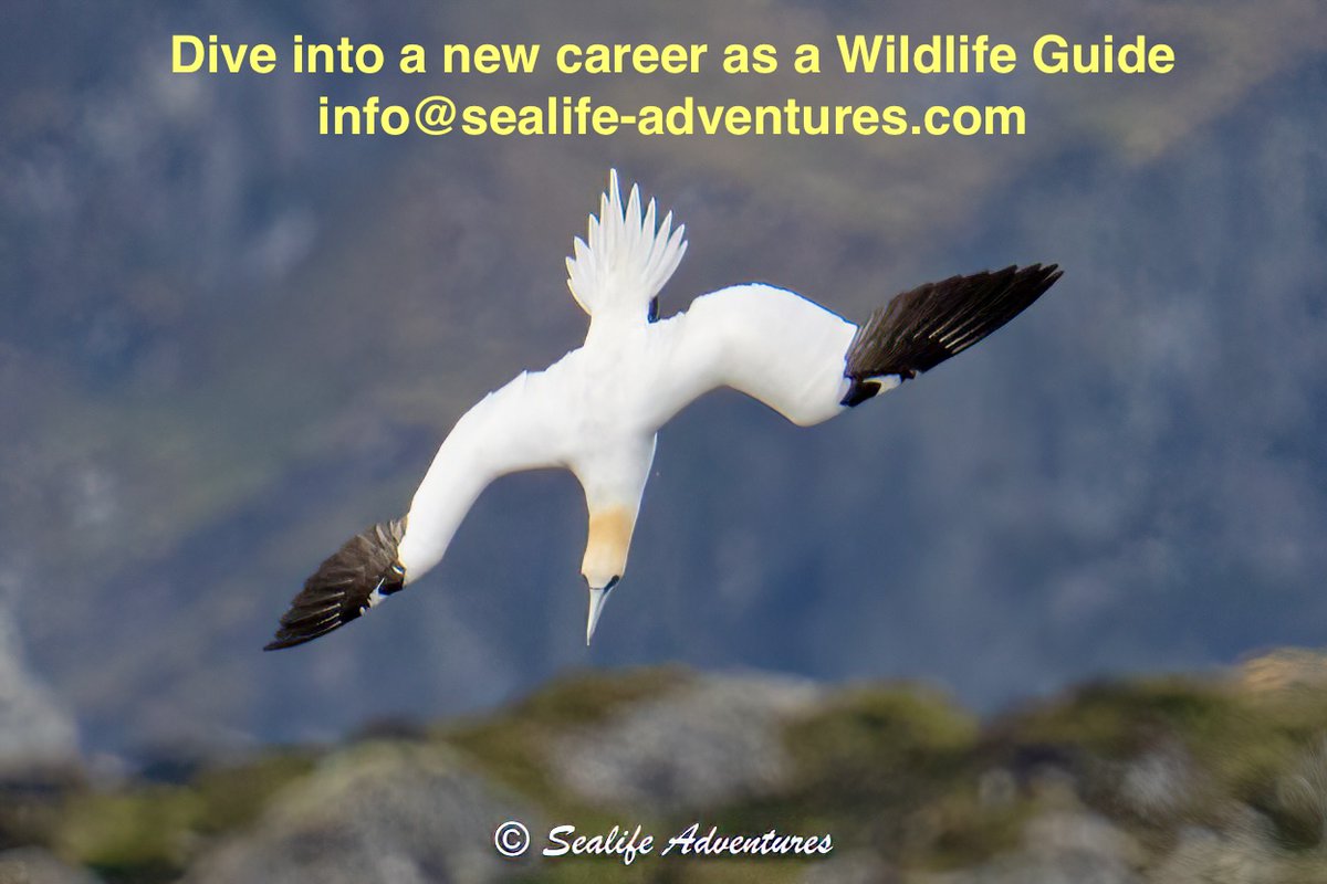 Sealife-Adventures (@sealifea) on Twitter photo Sealife Adventures are hiring.! If you are passionate about marine biology, conservation and wildlife and have good presentation and IT skills please send CV and a short presentation on any species we see here to info@sealife-adventures.com. Please share! #marinebiology #Biology Sealife Adventures are hiring.! If you are passionate about marine biology, conservation and wildlife and have good presentation and IT skills please send CV and a short presentation on any species we see here to info@sealife-adventures.com. Please share! #marinebiology #Biology