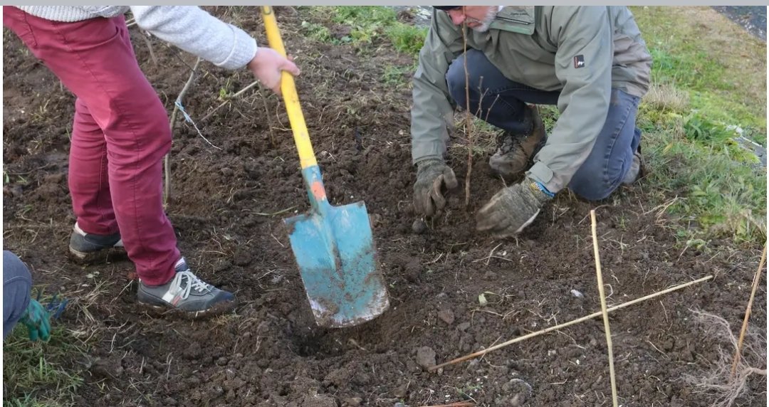 PLANTONS DES HAIES !
Chantiers participatifs
Merc 22 fév La Vallée à Chapeau 
Sam 25 fév Les Praux à Marigny 
Armés de vos gants et pique-nique,
Venez prêter main forte au CEN <a href="/AllierCen/">CEN Allier</a> pr contribuer à la plantation de haies et arbres sur ces 2 exploitat° agricoles volontaires.