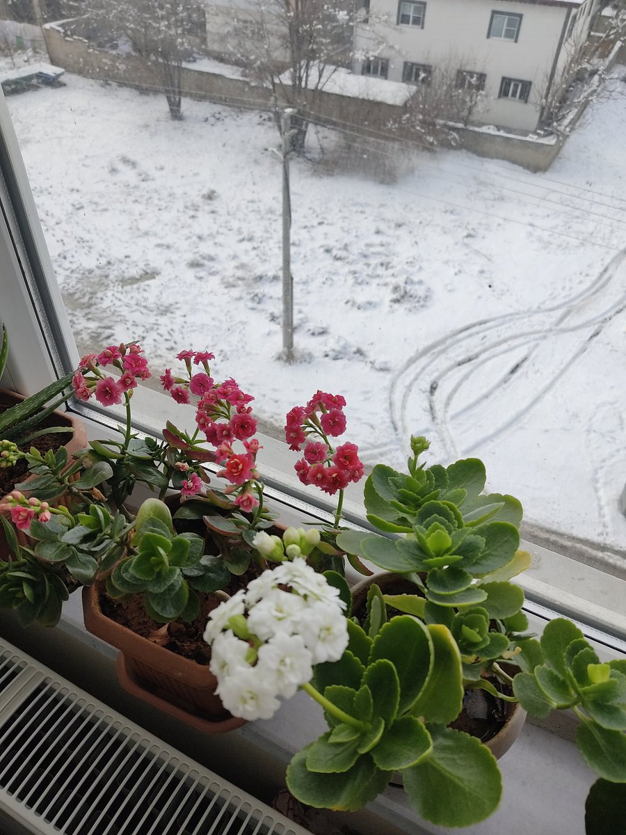 ilkbaharımsı kış