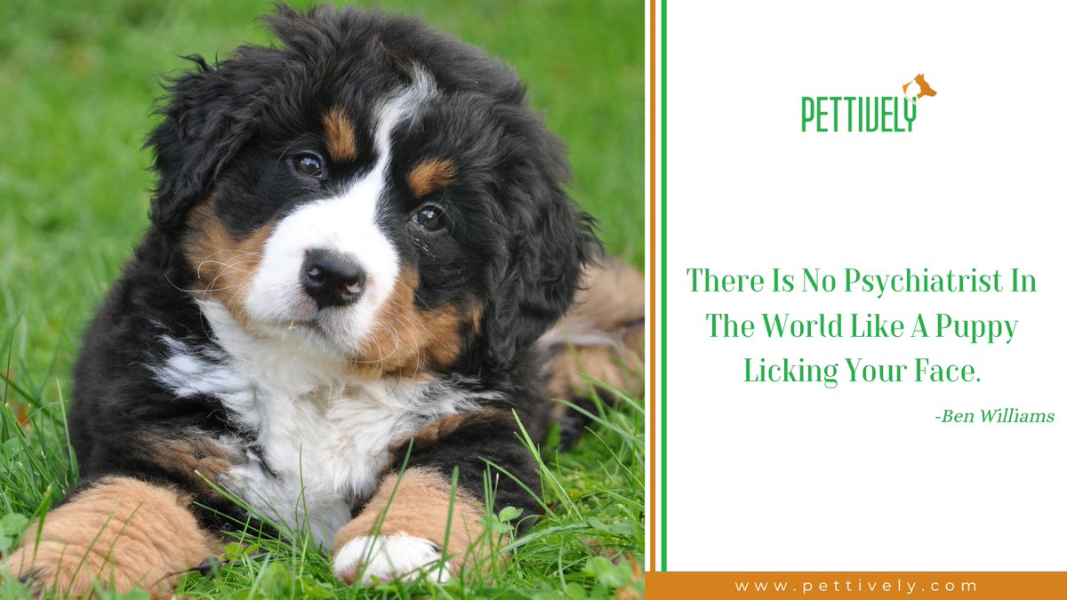 pettively's tweet photo. There Is No Psychiatrist In The World Like A Puppy Licking Your Face. -Ben Williams

Know More Here:
https://t.co/T1p0zF6xso

#petfunfact #petfact #petfun #pet #petquote #petcare #petdog #productsblog #petproblems #benefitsof #petsafety #pettivelypet #petproducts #Dog #PetQuotes https://t.co/JDhMFtDvE8