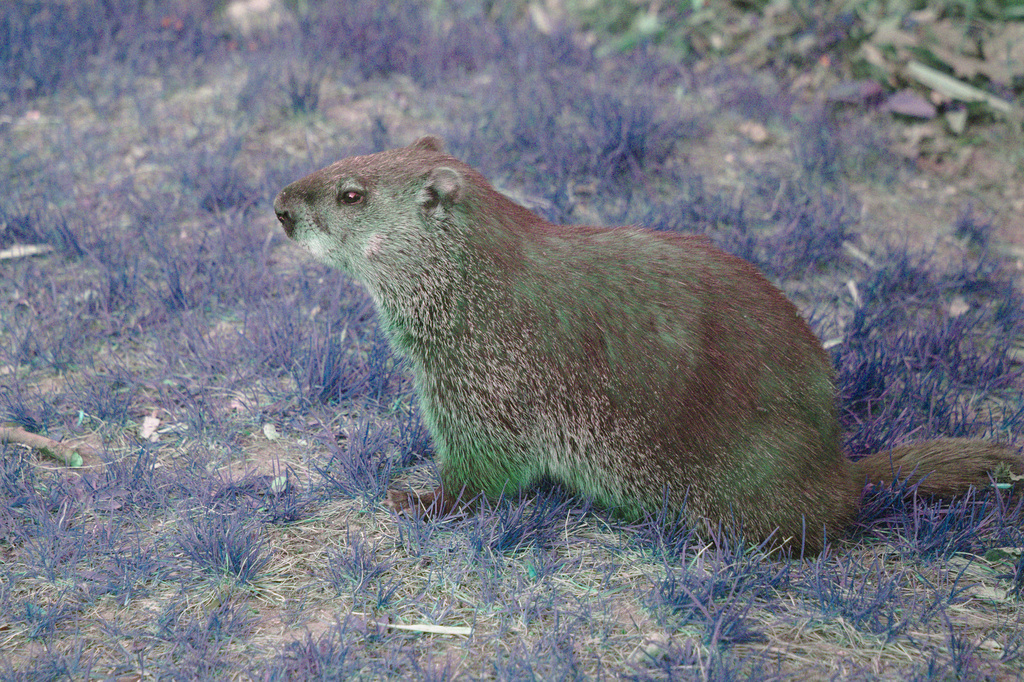 It's #GroundHog day! 

#DYK groundhogs dig burrows that can be 6 feet (1.8 meters) deep and 20 feet (6 m) wide? That sounds like a nice, roomy home!