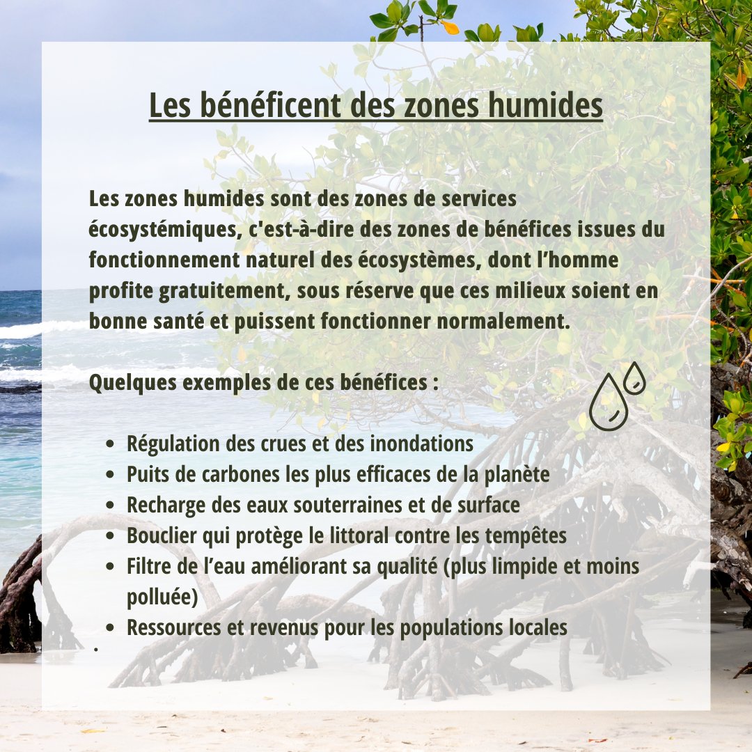 FondationMer's tweet photo. 📆Aujourd'hui c'est la journée mondiale des zones humides #JMZH
Découvrez ces milieux exceptionnels à préserver avec les programmes #soscorail de la @FondationMer et @PRZHT et faites un don pour ces projets
👉 https://t.co/B1lf0f2weY
@UICNfrance @Ifrecor https://t.co/e6vCQpg2nj