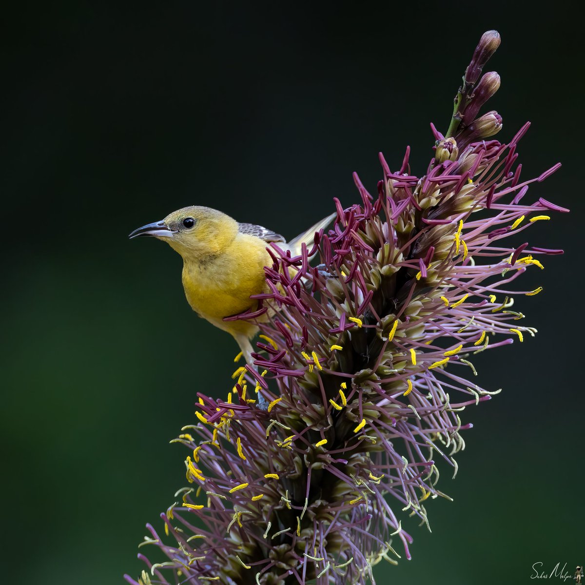 Before consuming the nectar from flowers, a female hooded oriole takes a thorough look. #oriole #birds #bird #birdphotography #nature #orioles #birdwatching #birding #naturephotography #canon #photography #backyardbirds #bestbirdshots #birdlife #audubonsociety #California