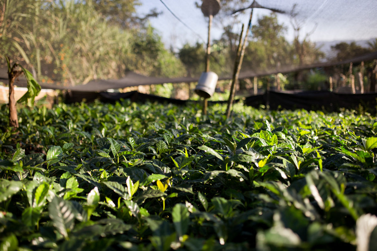 sprudge's tweet image. New On Sprudge Special Projects, A Look At Community Supported Agriculture In Coffee sprudge.cc/3DziK39 #sprudge @lamarzocco #csa