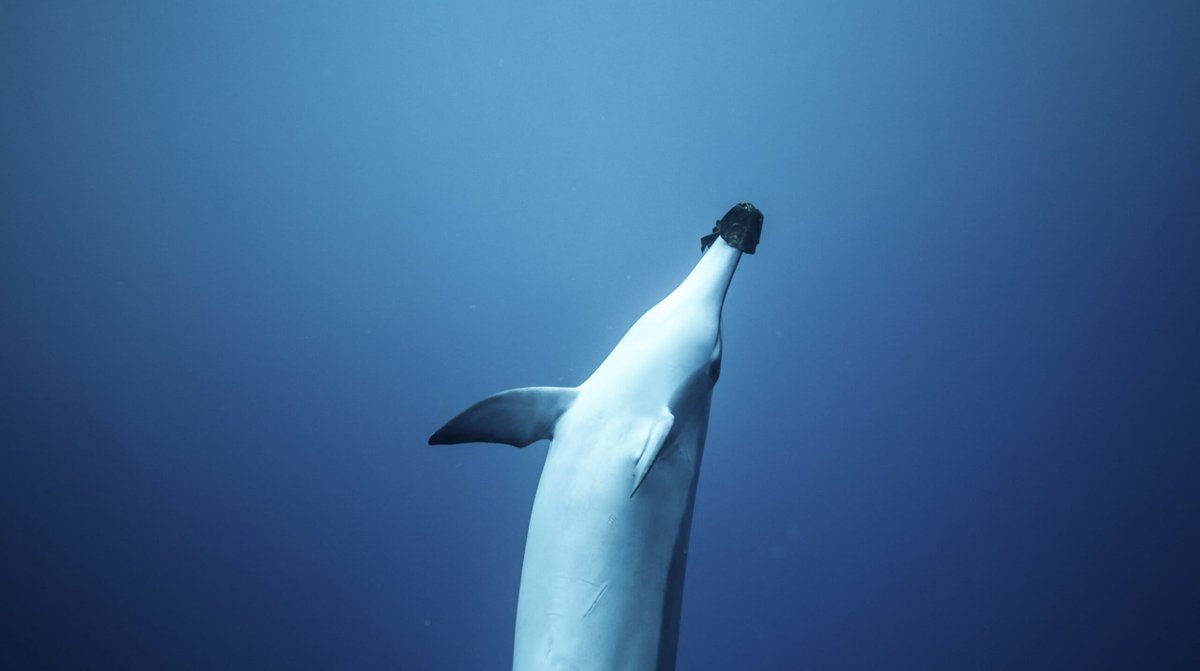 #Dolphins will adjust their calls in the face of underwater noise pollution, with Helen Bailey, research professor at <a href="/UMCES/">UMCES</a>, describing it to the BBC as “similar to when we shout louder when we are talking in a noisy bar.”  conta.cc/3jj6617 

#Environment #Ocean