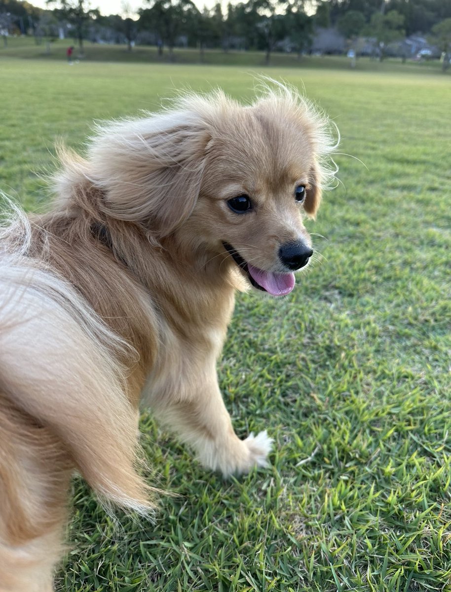 JankhLove's tweet photo. 犬の散歩🐶
 #いぬのいる暮らし  #犬  #犬のいる暮らし https://t.co/DU3RNGFkqu