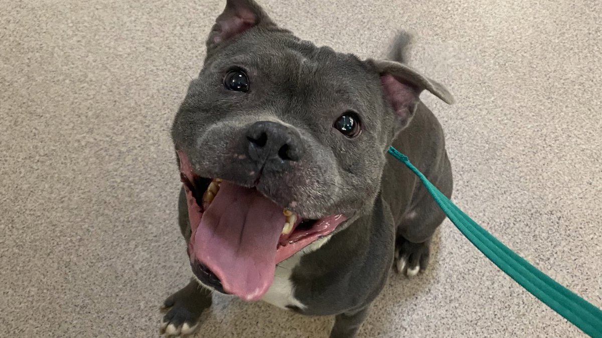 Battersea tweet media