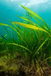 On #WorldWetlandsDay put Tuesday 7 March in your diary for a @TheGreenBlue and @EULIFERemedies Seagrass Project webinar which will look at The Solent seagrass restoration project and how to anchor with care. Book your place here ➡️ rya.org/veYX50MHKa6 

 #SaveOurSeabed