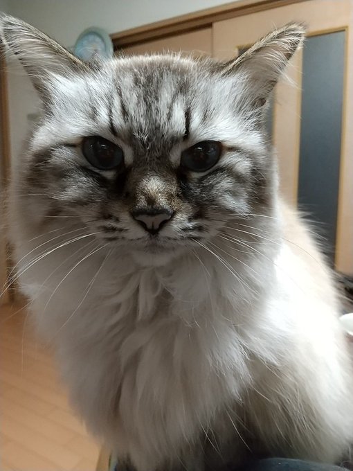 ワラシちゃんパワーストーン 猫ちゃん 御神体‼️ - 通販 - pinehotel.info