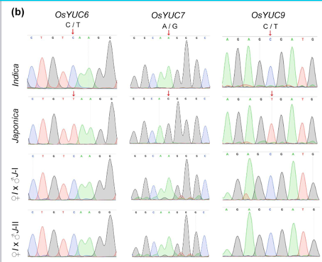 ChenxinLi2's tweet photo. New results from my PhD lab @SundarLab! Overexpression of rice pluripotency factor BBM1 confer somatic embryos by activating auxin biosynthesis. In the zygote, BBM1 is paternally expressed, while its auxin biosynthetic target genes maternally expressed. https://t.co/S9Fxv64ThA https://t.co/W5h6nvwDSg