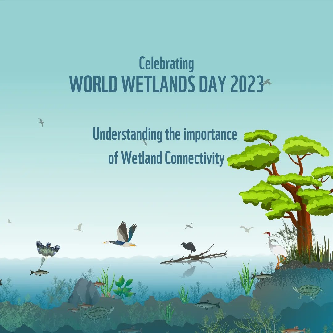 cocoforwild's tweet photo. Observing #WorldWetlandsDay by highlighting an important measure for their rejuvenation and restoration. #connectivity

#GenerationConservation https://t.co/o2FKuRIRIV
