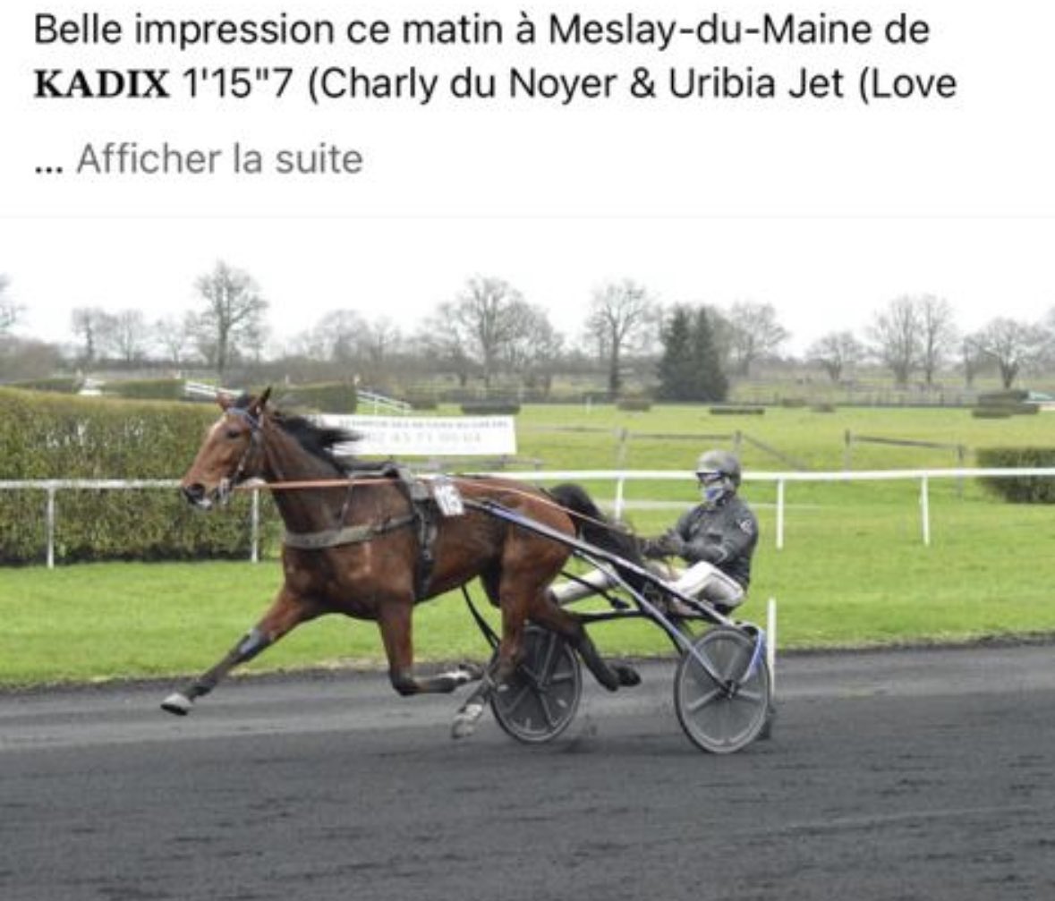 Courant_World's tweet photo. Treåriga stoet Kadix (Charly du Noyer) kvalade på 15.7, upptränad av @schon_marcus på Molnebo, nu hos Charly Mary. 👌🏻 https://t.co/hY8nf7uxJo