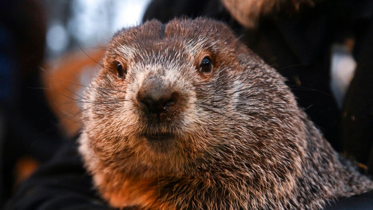 Groundhog Day 2023: Punxsutawney Phil predicts six more weeks of winter.