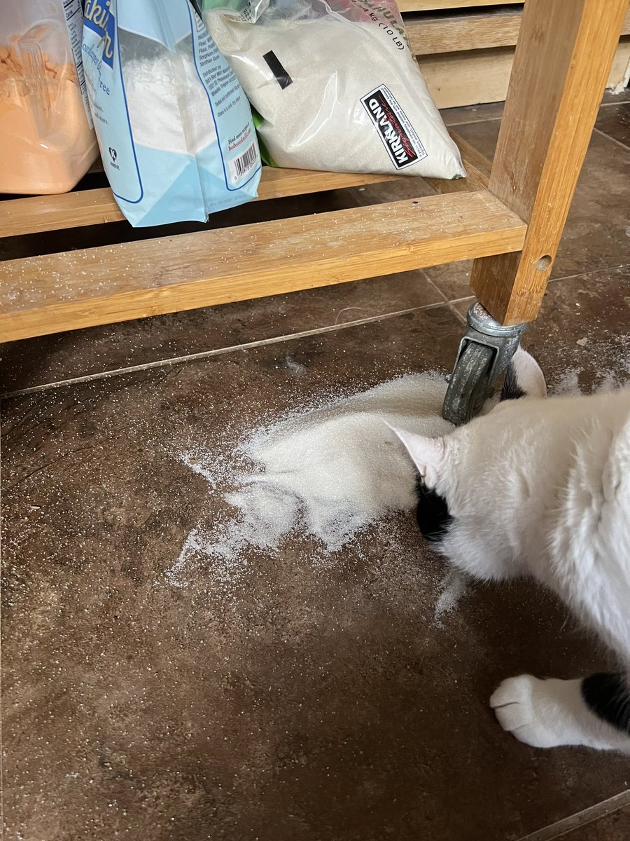 This is why we can’t have nice things. Someone chewed a hole in the bag of sugar #car #CatsOfTwitter #CatsOnTwitter #naughtycat