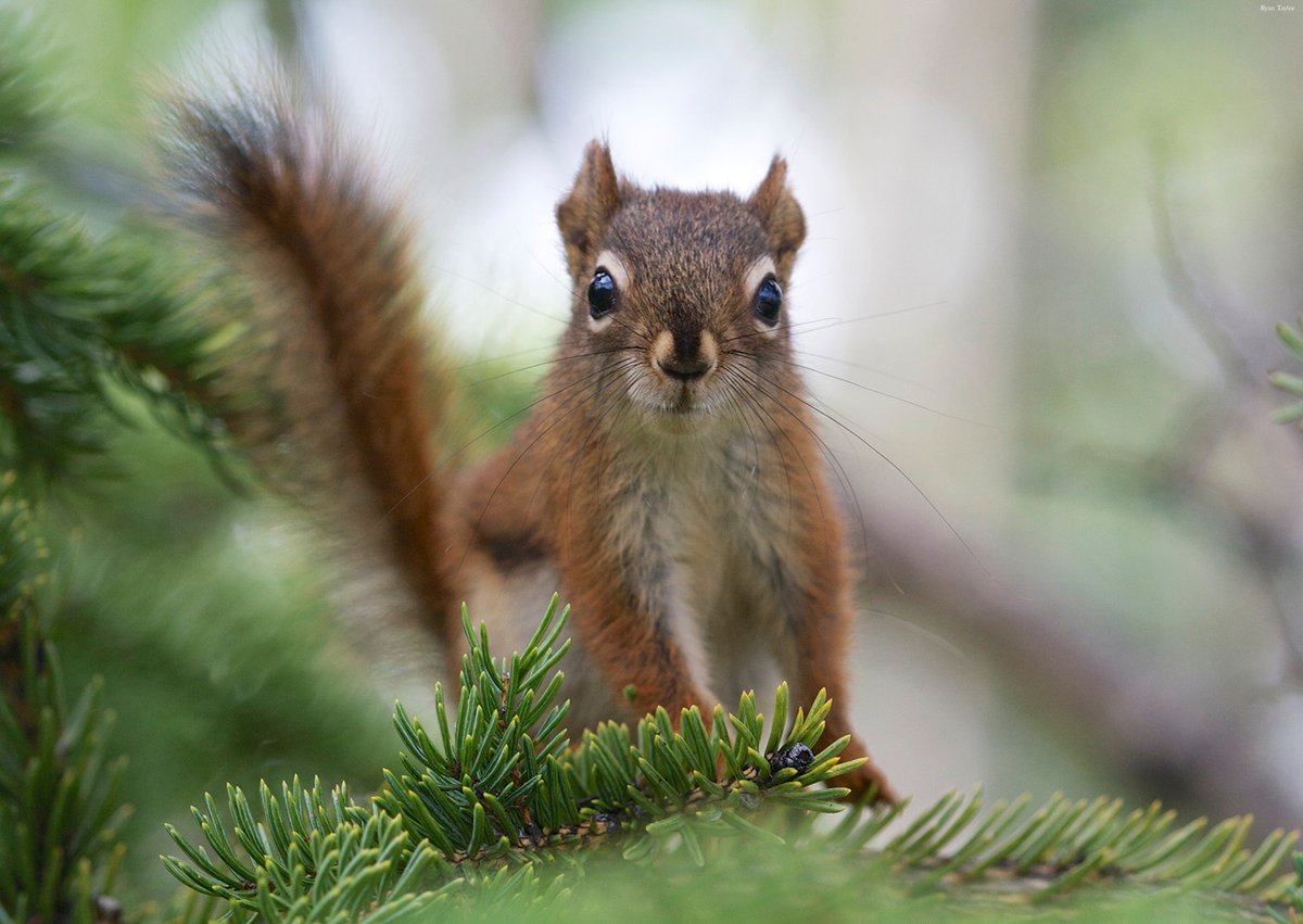 Red squirrel mothers who consistently bet on the environment being resource-rich have greater lifetime fitness than those who bet on the environment being poor—even when they are mistaken—a new Science study finds.

Learn more on #SquirrelAppreciationDay: scim.ag/1ft