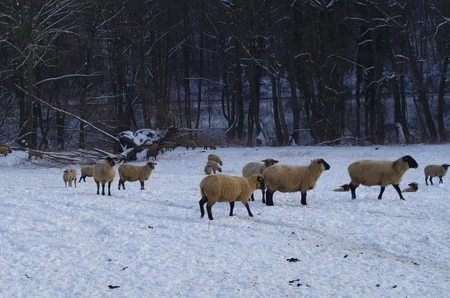 SosioGagliardi's tweet photo. #WinterVibes 
#GoodEvening 
#positivethinking 
#KeepYourSelf

È pieno inverno, sono nudi gli alberi
tranne là dove si rifugia il gregge
stringendosi sotto il pino.
Belano le pecore nella neve fangosa
addossate al recinto.

da "È pieno inverno" - Oscar Wilde

@Poesiaitalia 
&amp;Co. https://t.co/8YtOVjaZIy