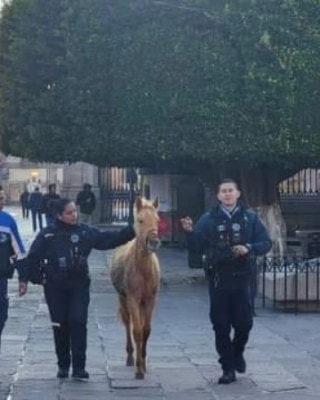 #SíNoLoViste | Elementos de la Policía #Morelia resguardan a joven caballo 🐎🐴, extraviado en pleno Centro Histórico, en las inmediaciones de Catedral 🔴⛪️