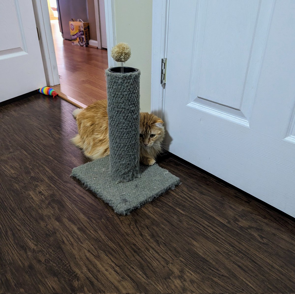 BrandoSuperhero's tweet photo. Abraham's hiding skills are so good. I bet you can't even find him. #AbeTheCat #TheFuzzyOne https://t.co/i9rjnTxK8W
