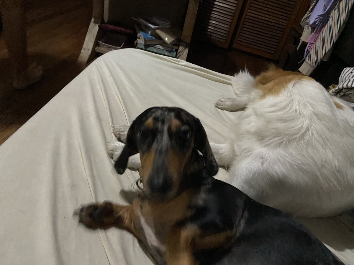 sammyb2120's tweet photo. Blessing everyone with my babies 🫶🏻 https://t.co/YnUZweU55u