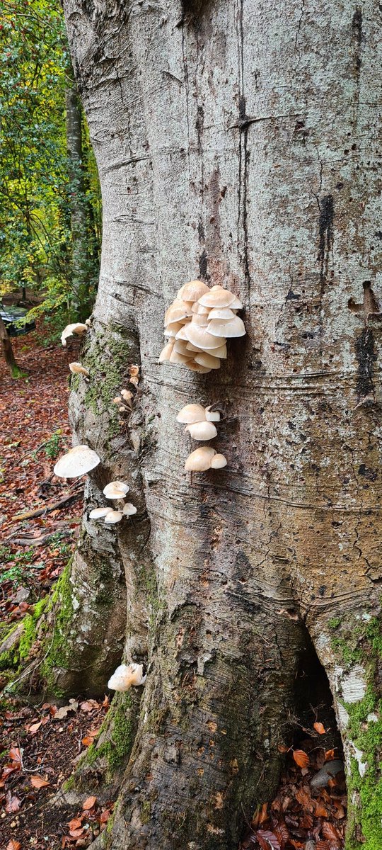 If <a href="/ThinkUHI/">UHI</a> were to abandon the Forestry BSc (Hons) degree course at <a href="/ssf_uhi/">Scottish School of Forestry</a> there would be NO degree level Forestry courses left in Scotland!! Would Scottish students have to go to Bangor or Cumbria Uni and pay tuition fees?