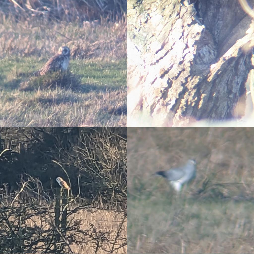 spentprodigy's tweet photo. 4 owl species and a stunning male Hen Harrier @rspb Nene Washes #eldernell this afternoon with @im_mrsparker https://t.co/PhlWlXpI6i