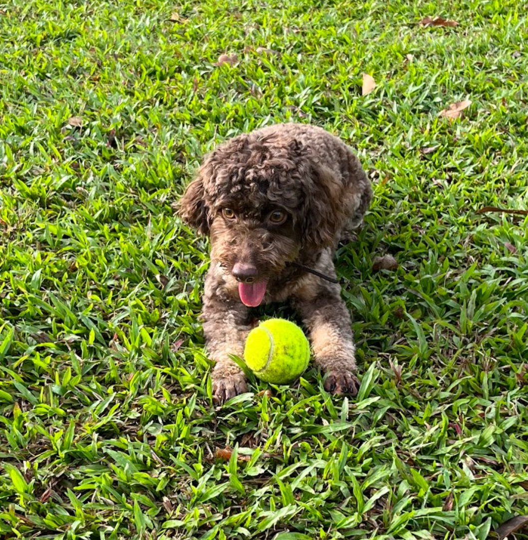 1Leetcode's tweet image. つぎ、HashMap