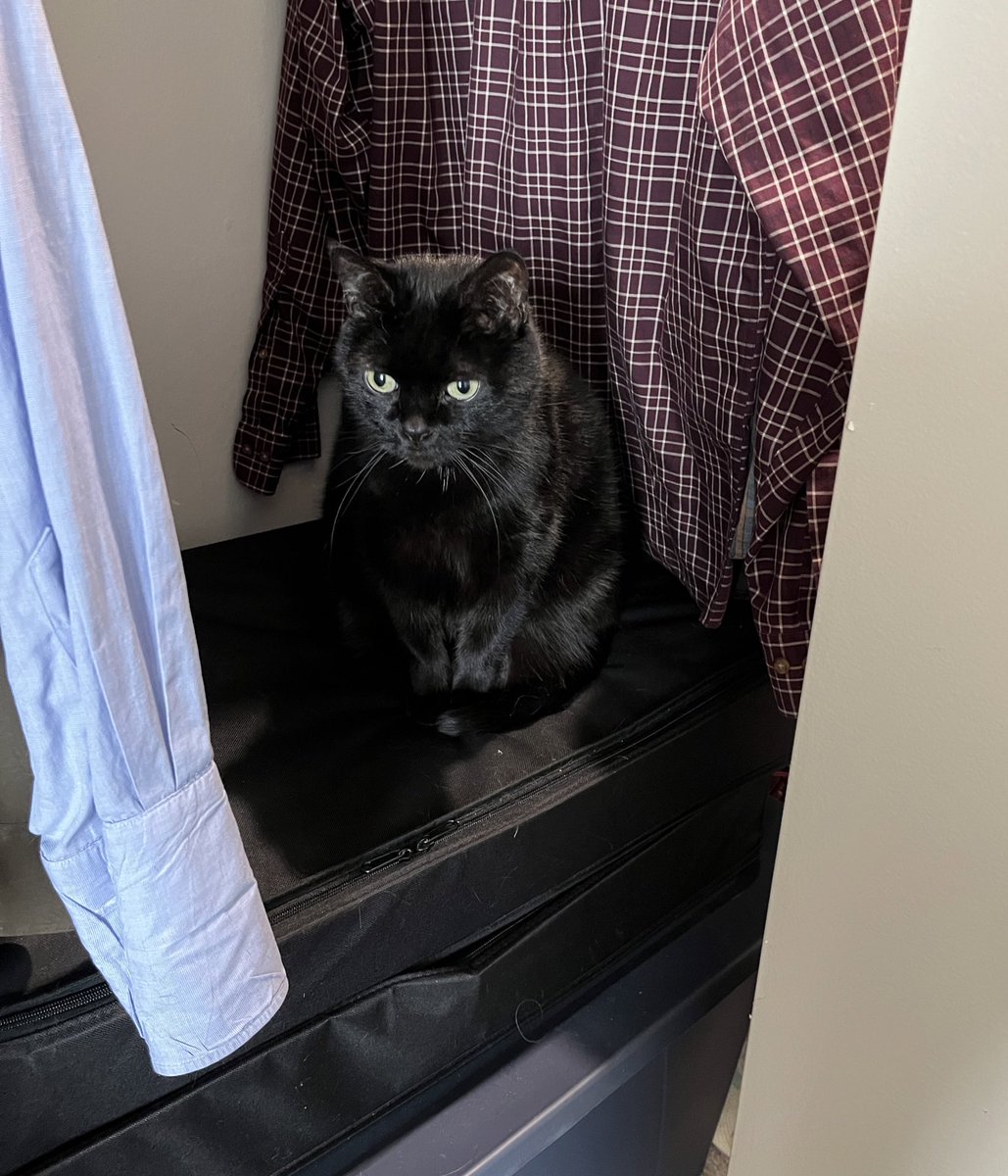KateCuellar5's tweet photo. Since Fifi has decided my sweater box is HER spot. I am wearing the same ratty sweater again today. #Caturday #CatsOfTwitter #OrderMuppet https://t.co/d0QKd6r45Z
