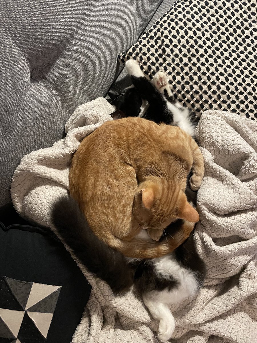 Lazbotron's tweet photo. Bizarrely, both equally happy with this arrangement. #BudandDolly https://t.co/L3KQquo3zy