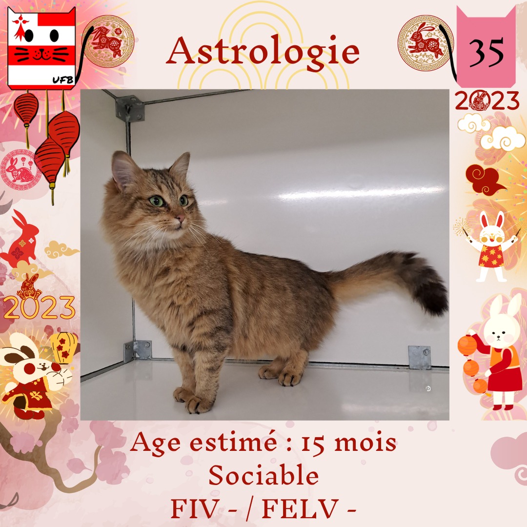 J 'ai 15 mois
Je suis en Fourrière dans le département 35
JE SUIS A ADOPTER 
afin de me sauver et de me faire sortir de cette fourrière avant le 27Janvier 2023
Mais il faut venir me chercher dans l'Ile et Vilaine
Pour renseignements:
Urgences Fourrières de Bretagne 
FBK en MP