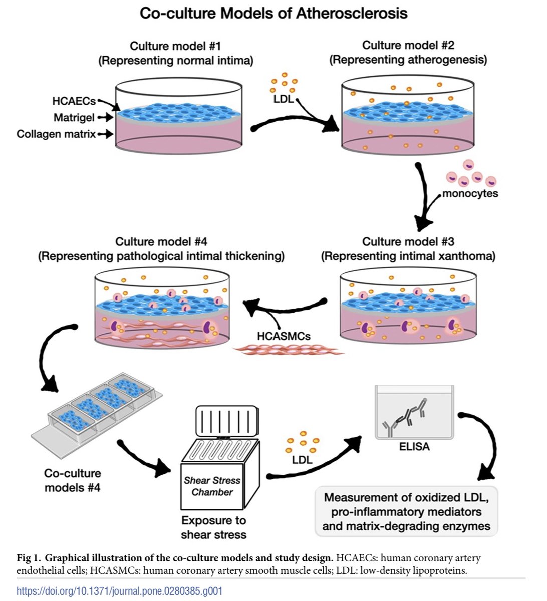 eljaadan's tweet photo. Excited to announce the publication of our manuscript "Co-culture models of endothelial cells, macrophages, and vascular smooth muscle cells for the study of the natural history of atherosclerosis" at @PLOSONE.
https://t.co/TSrhee4ZER #MedTwitter #Cardiotwitter #MedEd https://t.co/efviCicH1z