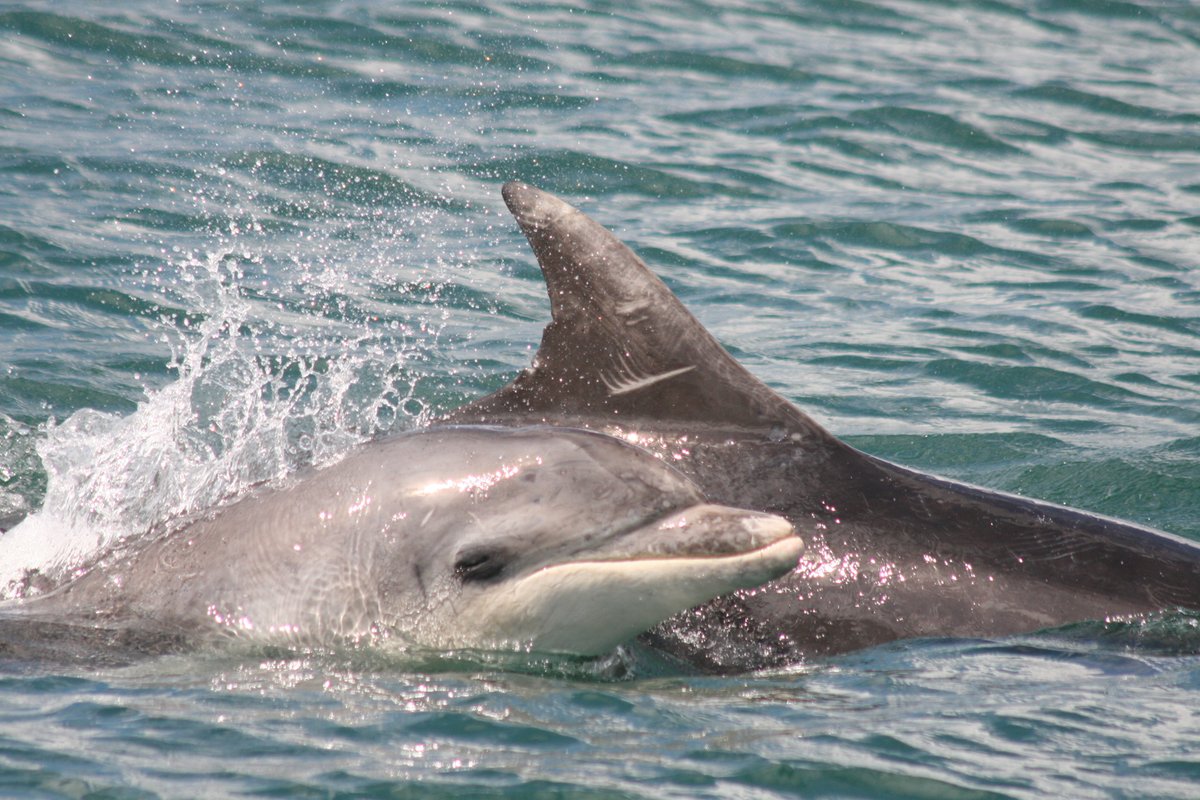 WildlifeTrustSWWales ๐ฆก๐ฌ (@wtsww) on Twitter photo Fin-tastic news! ๐ฌ
Thanks to the #NatureNetworksFund, our <a href="/CBMWC/">CBMWC News</a> team have been able to capture dorsal fin photos of a number of individual dolphins and are busy analysing the images against our photo ID catalogue! <a href="/HeritageFundCYM/">Cronfa Treftadaeth y Loteri Genedlaethol</a> #SentinelsOfTheSea
๐ธ Dr Sarah Perry Fin-tastic news! ๐ฌ
Thanks to the #NatureNetworksFund, our <a href="/CBMWC/">CBMWC News</a> team have been able to capture dorsal fin photos of a number of individual dolphins and are busy analysing the images against our photo ID catalogue! <a href="/HeritageFundCYM/">Cronfa Treftadaeth y Loteri Genedlaethol</a> #SentinelsOfTheSea
๐ธ Dr Sarah Perry