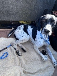 Southeast GSP Rescue tweet media