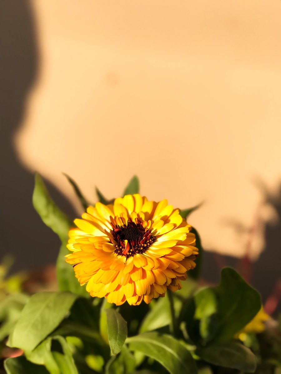 jaspreetk2ur's tweet photo. 🌻 https://t.co/6t2dQqRolf