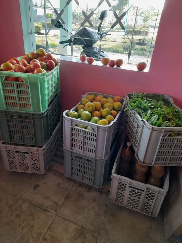 ETurruellas's tweet photo. El Organopónico #ElVial del Municipio #PinarDelRio continúa consólidando e incrementando la producción de hortalizas. Felicitaciones para todo el colectivo de trabajadores. #VamosPorMas #SomosContinuidad @MINAGCuba @YdaelB @MMarreroCruz @JorgeLuisTapiaF https://t.co/cnVZMFayRA